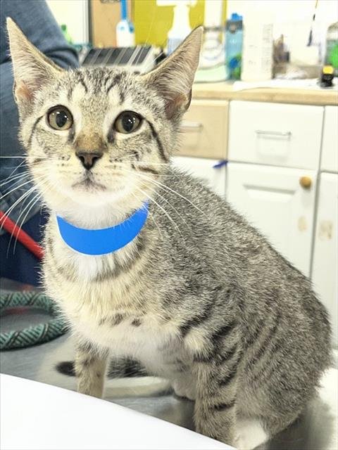 *JAPAN - Domestic Short Hair available for adoption