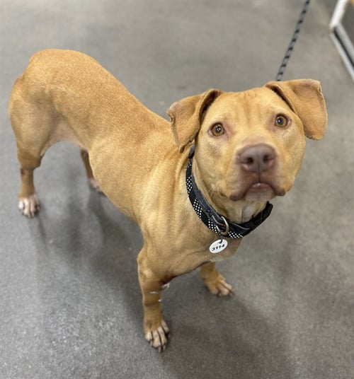 COCO - Pit Bull Terrier available for adoption