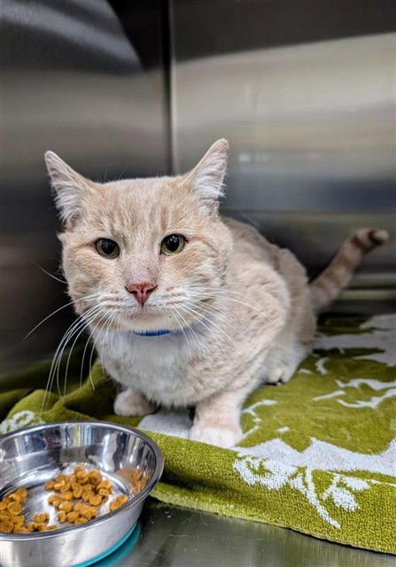 *CHEETOH - Domestic Short Hair available for adoption