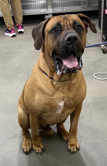 *THANOS - Cane Corso Mastiff available for adoption