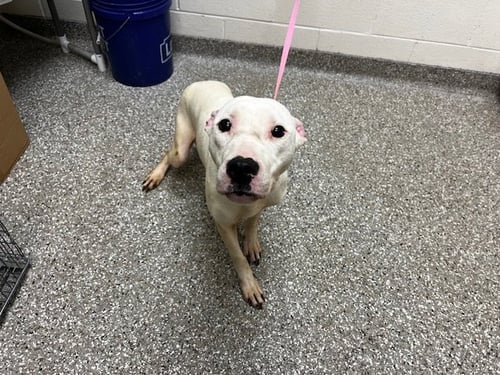 WILLOW - American Staffordshire Terrier for adoption in Murfreesboro