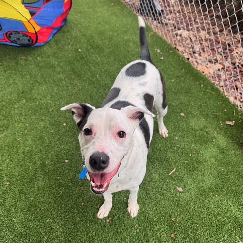 POSSUM - Boxer for adoption in Murfreesboro