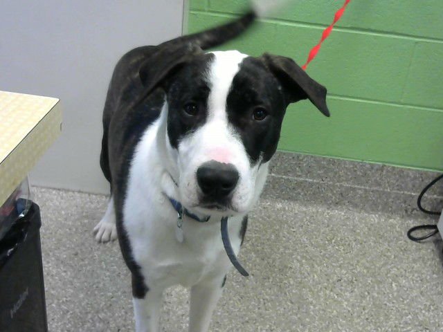 PLUTO - Labrador Retriever for adoption in Murfreesboro