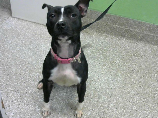 PENNY - Patterdale Terrier (Fell Terrier) for adoption in Murfreesboro