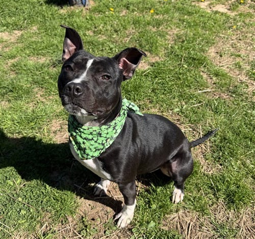 PENNY - Patterdale Terrier (Fell Terrier) for adoption in Murfreesboro