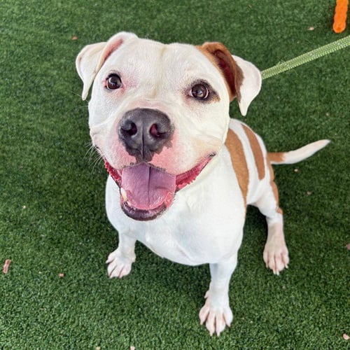 HAALAND - Pit Bull Terrier for adoption in Murfreesboro