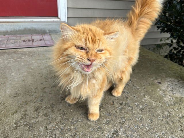 AUBIE - Domestic Long Hair available for adoption