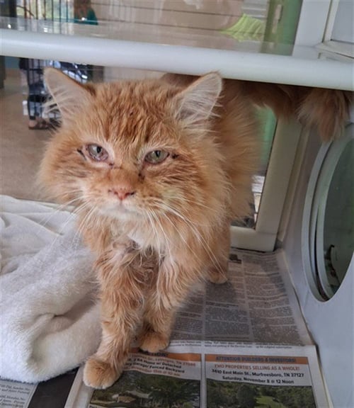 AUBIE - Domestic Long Hair for adoption in Murfreesboro