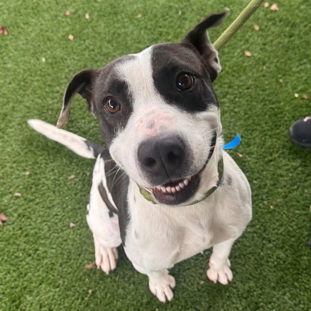 CANON - American Pit Bull Terrier for adoption in Murfreesboro