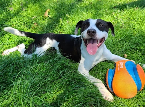 CANON - American Pit Bull Terrier for adoption in Murfreesboro