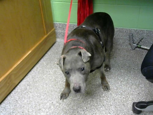 DIAMOND - Pit Bull Terrier for adoption in Murfreesboro