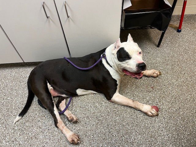 PEARL - Presa Canario for adoption in Murfreesboro