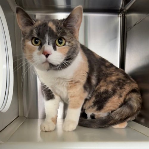 ELVIRA - Domestic Short Hair for adoption in Murfreesboro