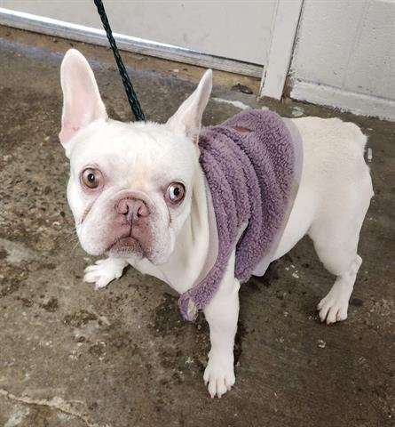 DULCE - French Bulldog available for adoption