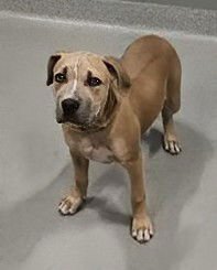 GINGER - Pit Bull Terrier available for adoption