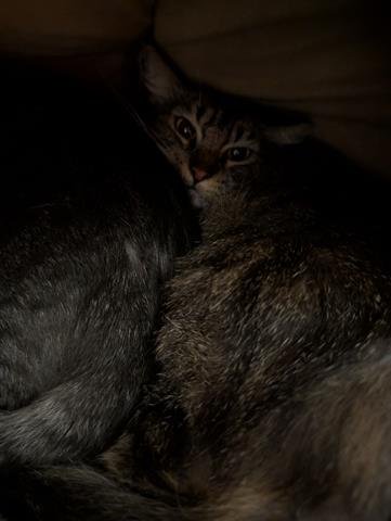 REYNA - Domestic Short Hair available for adoption