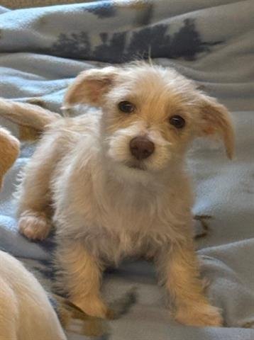 REYNA - Terrier available for adoption