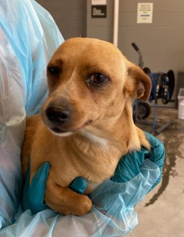 LYNETTE - Chihuahua available for adoption