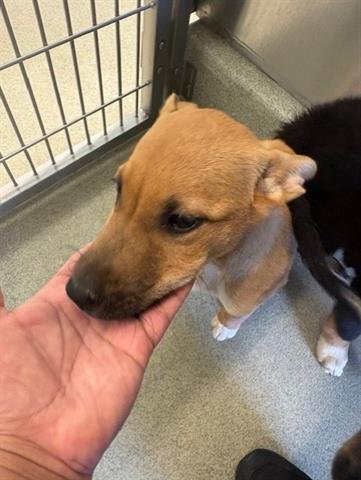 ROME - German Shepherd Dog available for adoption