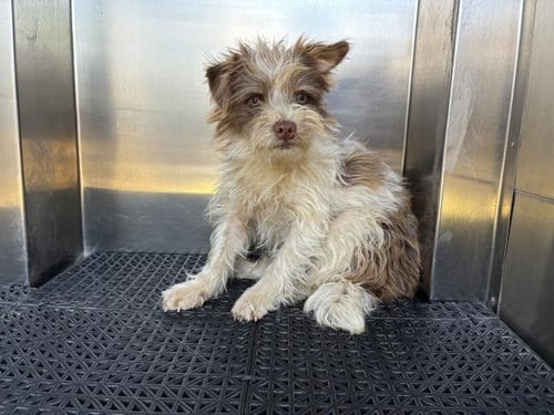 RICKY - Yorkshire Terrier Yorkie available for adoption