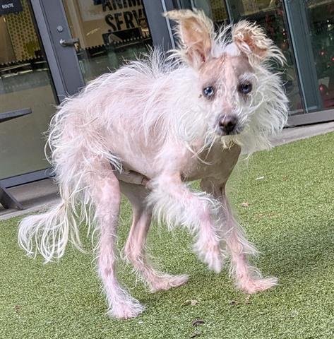 HAROLD - Chinese Crested-Hairless / Terrier available for adoption