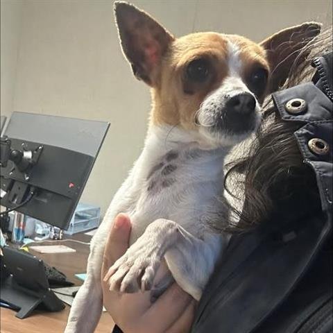 GUILLERMO - Chihuahua available for adoption