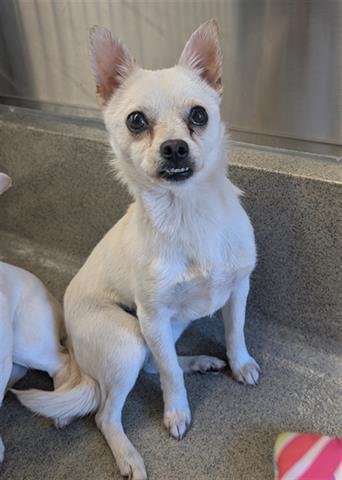 RAMONA - Chihuahua available for adoption