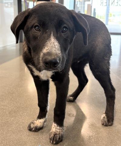 MIGUELITO - Australian Cattle Dog/Blue Heeler available for adoption