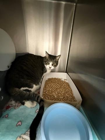 MORITA - Domestic Short Hair available for adoption