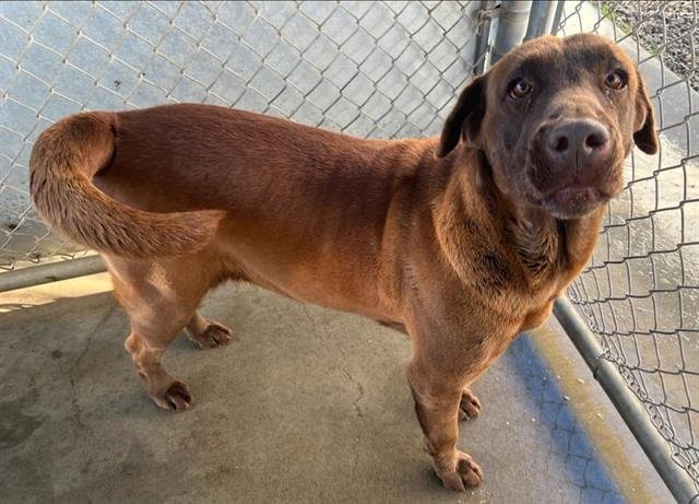ANGELA - Labrador Retriever available for adoption