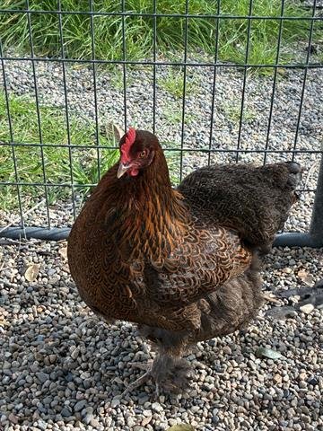 A133389 - Chicken available for adoption