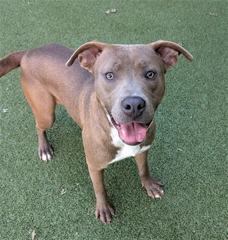 DAISY - Pit Bull Terrier available for adoption