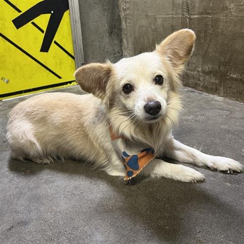 OTTO - Chihuahua available for adoption