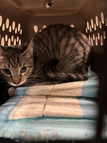 SHYNESS - Domestic Short Hair available for adoption