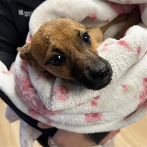 COLTON - Chihuahua / Papillon available for adoption