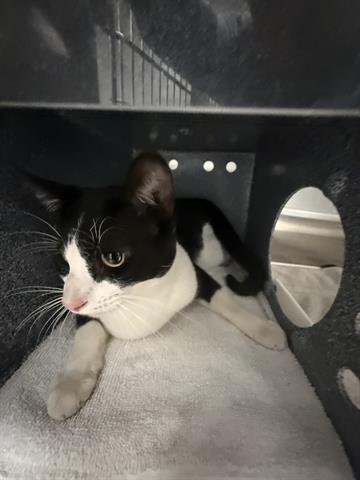 ROMEO - Domestic Short Hair available for adoption