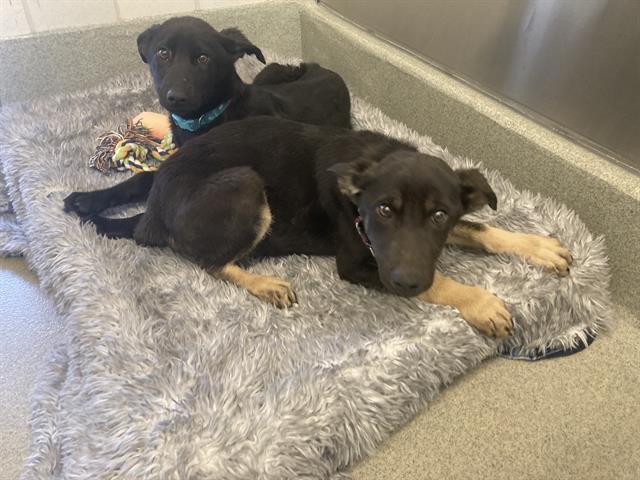 TYRA - German Shepherd Dog available for adoption