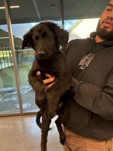 TINA - German Shepherd Dog available for adoption