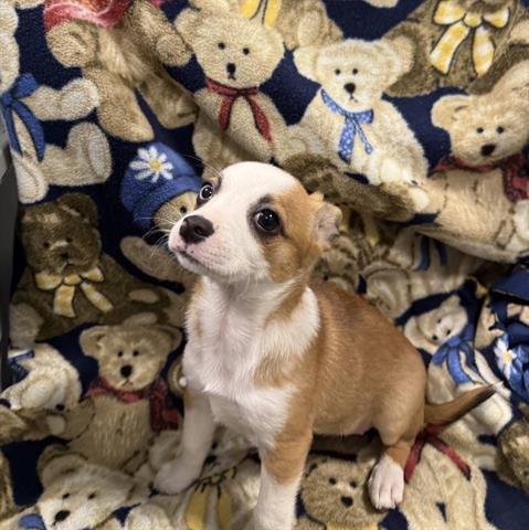 BABY SPICE - Chihuahua / Border Collie available for adoption