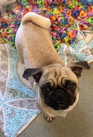 SELENA - Pug available for adoption