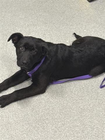 CECE - Rhodesian Ridgeback available for adoption