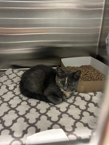 CAMMY - Domestic Short Hair available for adoption