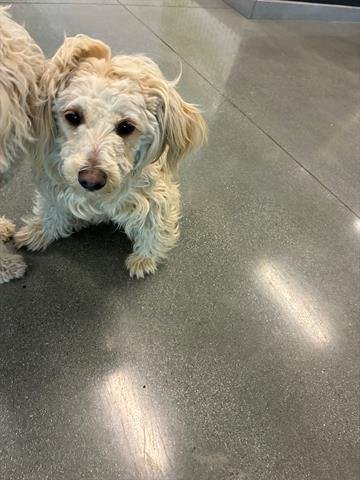 STELLA - Maltese / Poodle (Miniature) available for adoption