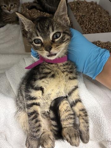 DUTCH BRO - Domestic Short Hair available for adoption