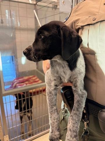 FLINT - Australian Cattle Dog/Blue Heeler available for adoption