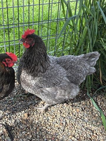 A133392 - Chicken available for adoption