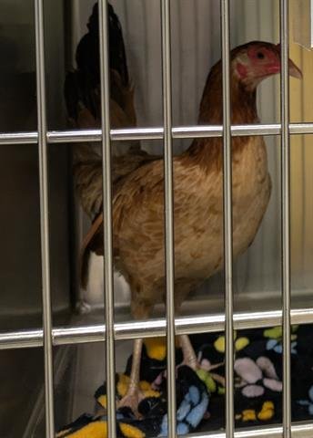 GRACE - Chicken available for adoption