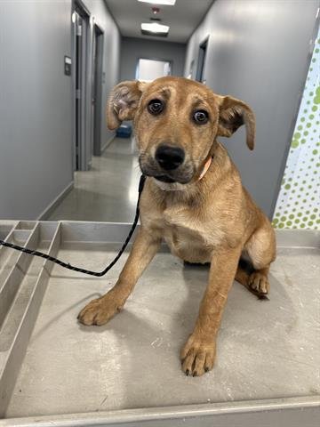 CARLA - Rhodesian Ridgeback available for adoption