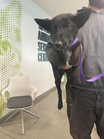 PATRICK - Border Collie available for adoption