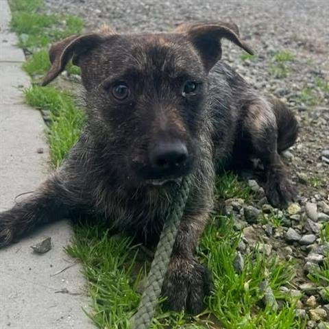 OLIVER - Terrier available for adoption